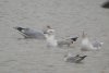 Caspian Gull at Wat Tyler Country Park (Steve Arlow) (44344 bytes)